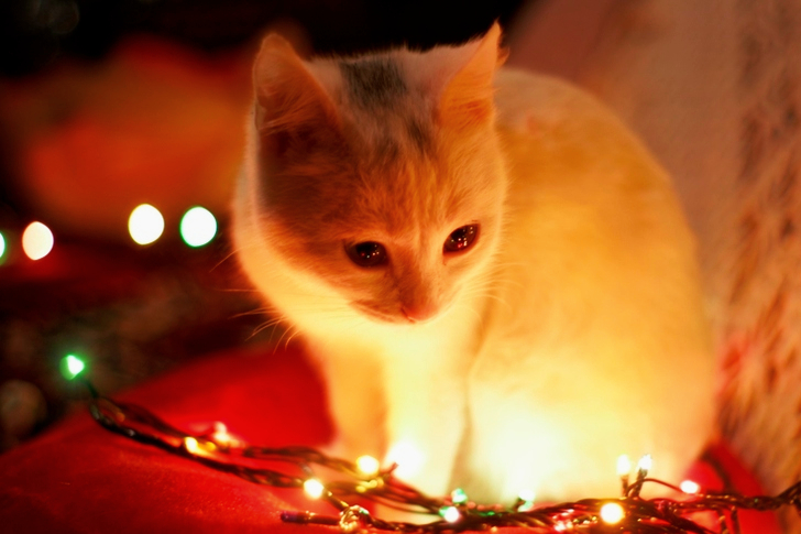 Close-Up of White Cat Besides Christmas Lights