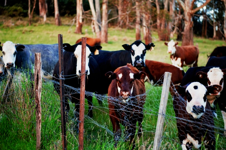 Adorable Livestock Animal