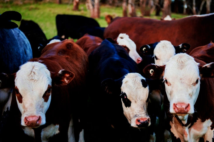 Adorable Livestock Animal