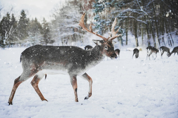 Reindeer in the Snow