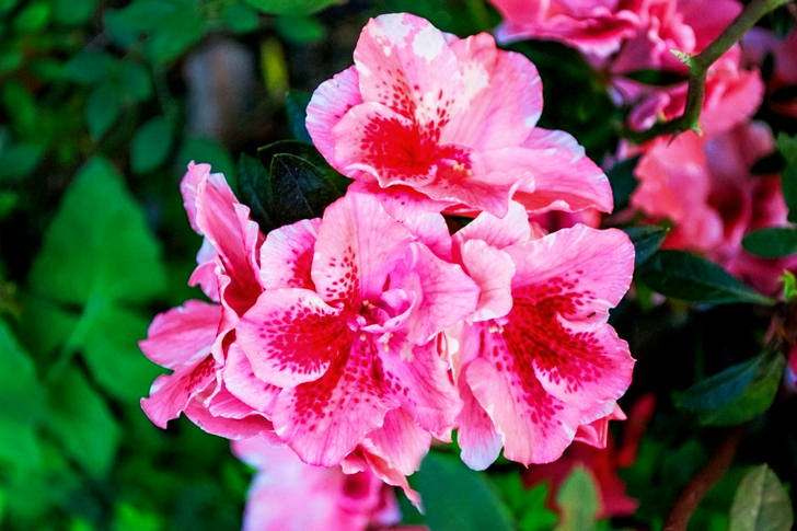 Pink Flowers