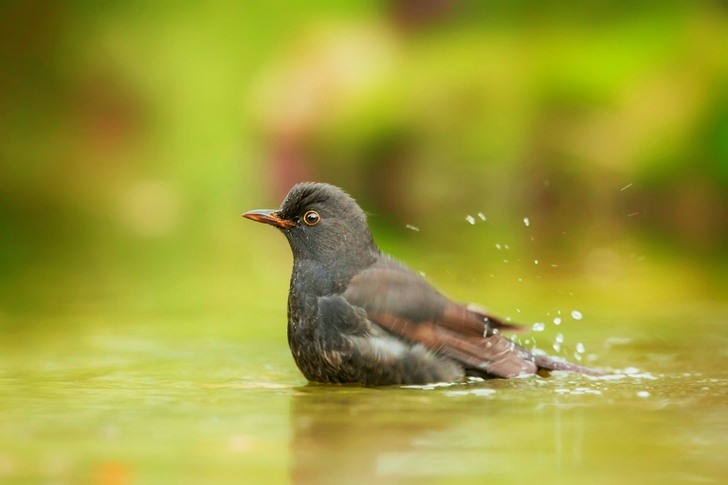 Close Up of Gray Bird