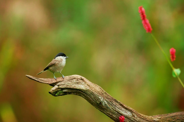 Shallow Focus of Gray Bird on Brown Branch