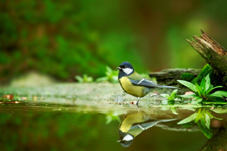 Musta ja harmaa lintu vesistössä