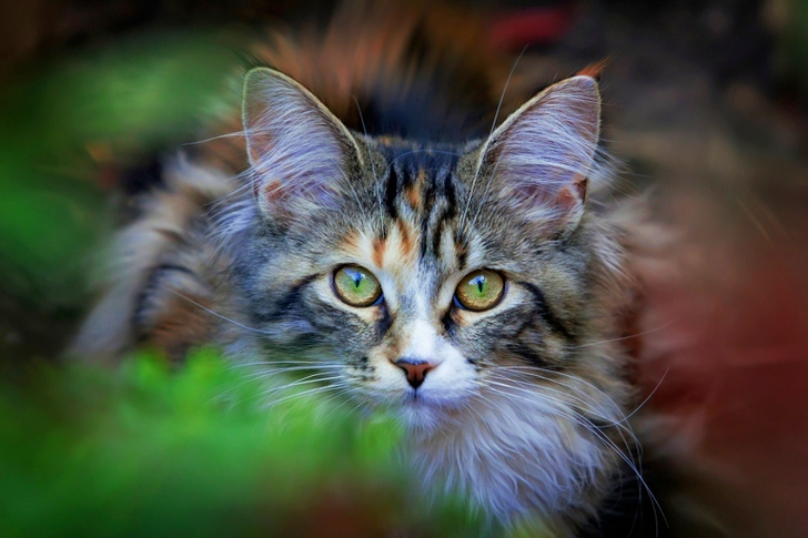 Selective of White and Black Tabby Kitten