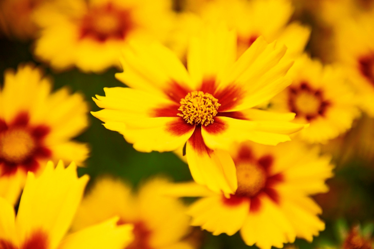 Macro of Yellow Flowers