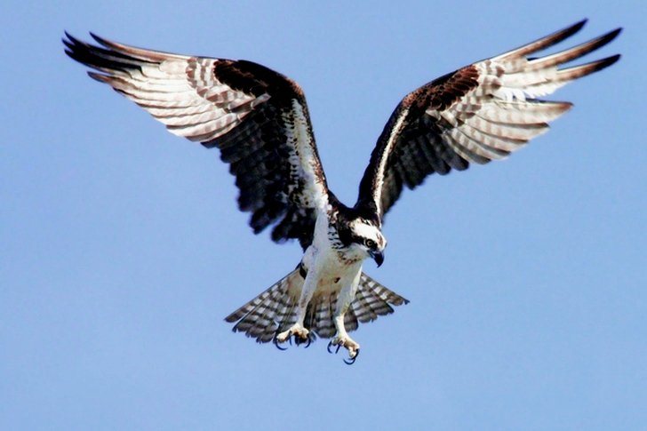 Musta ja valkoinen kotka