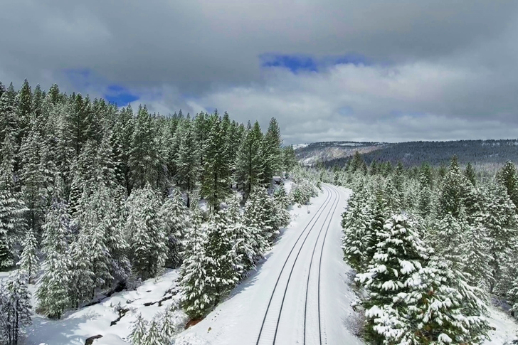 View of Forest Coated with Snow