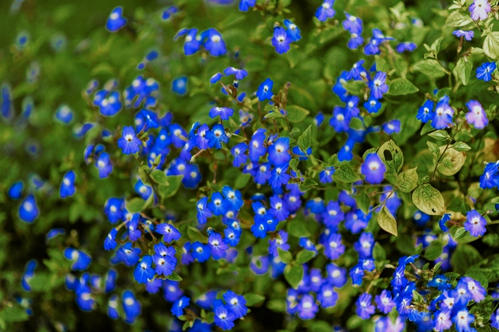 Purple Petaled Flowers