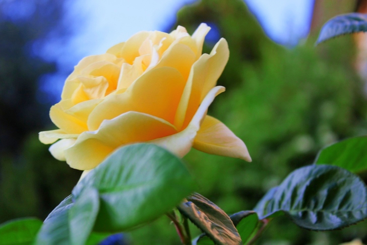 Rose jaune