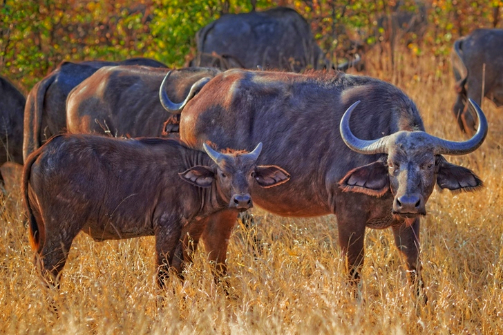 flokk med svarte vannbøfler