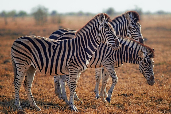 Three Zebras Standing on Green Grass Field