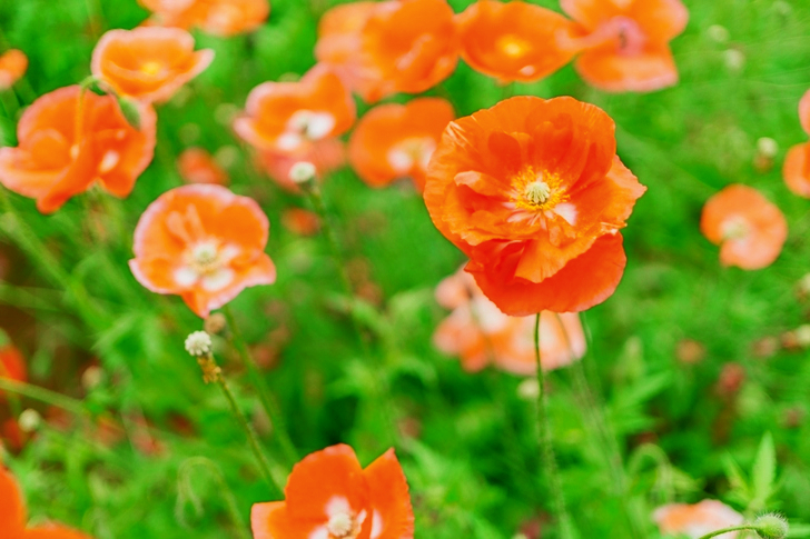 Orange Petaled Flowers