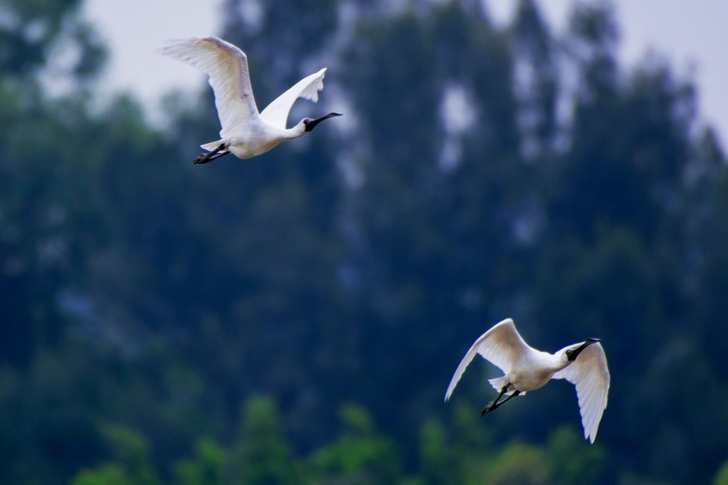Two White Ibis Flying