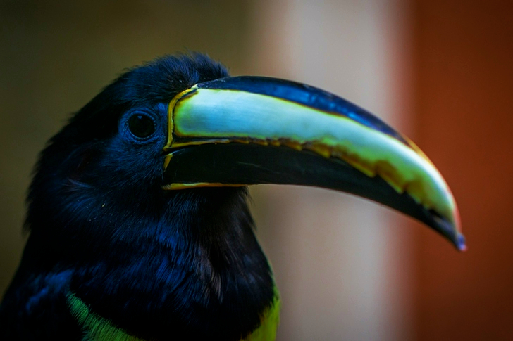 Black and Grey Toucan