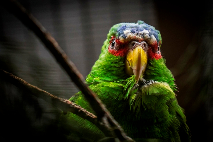 Captura de pantalla del pájaro verde y gris