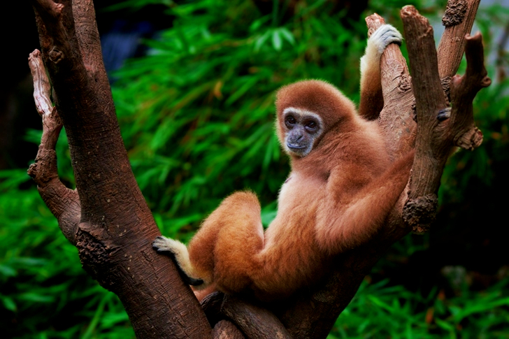 Selective Focus of Brown Mokey