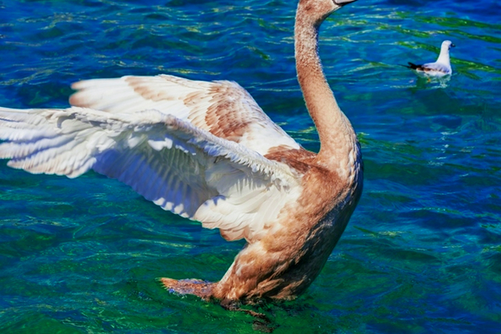 Ganso marrón y blanco en agua clara