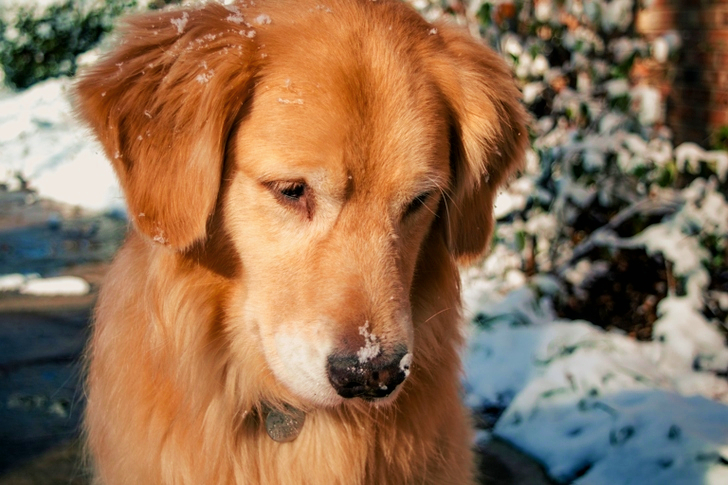 Adult Golden Retriever Close-up