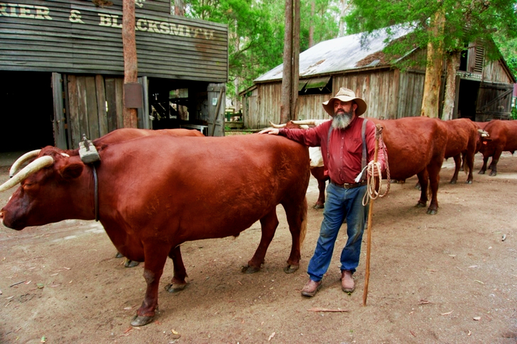 Adorable Livestock Animal