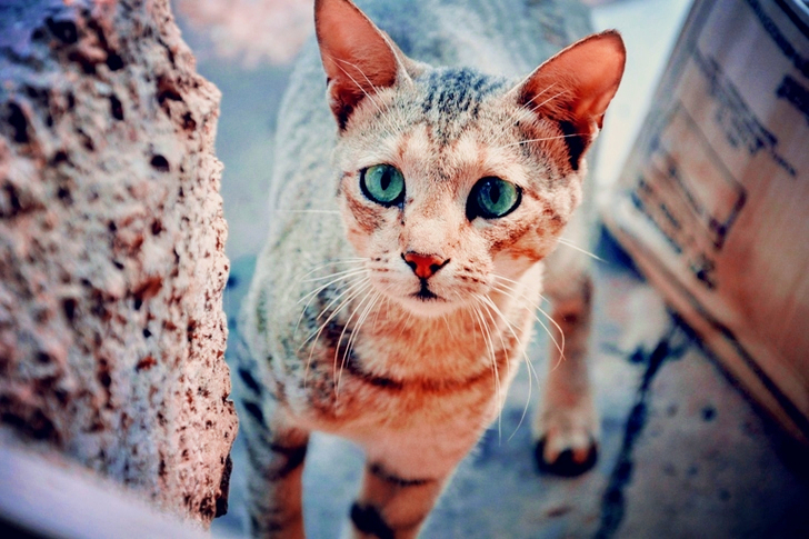 Selective Focus of Brown Tabby Cat