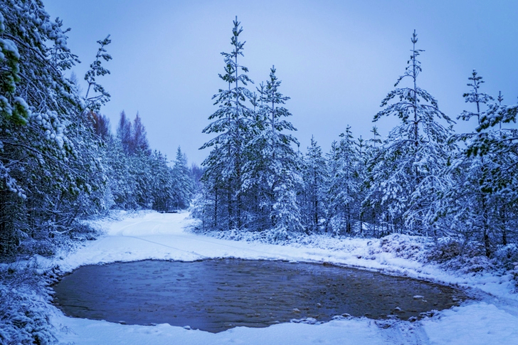 Grayscale Lake Surrounded With Trees