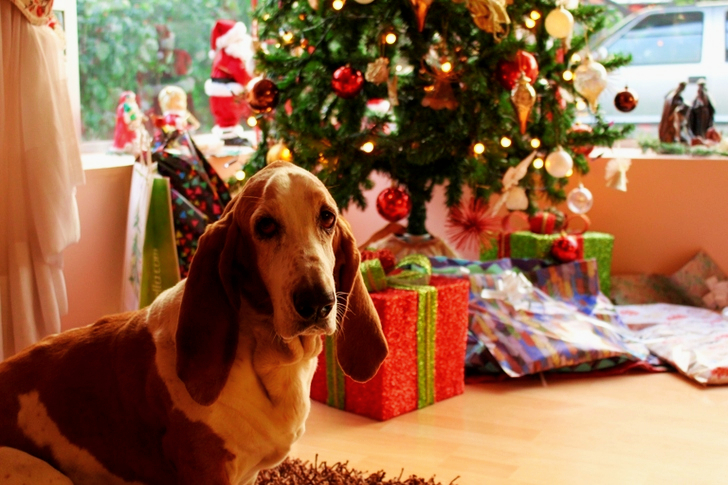 Tan and White Basset Hound Near the Christmas Tree