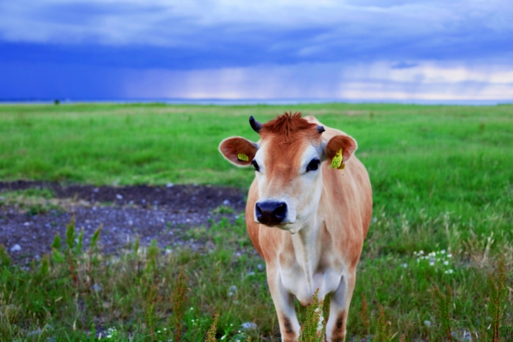 Selective Focus of Cow