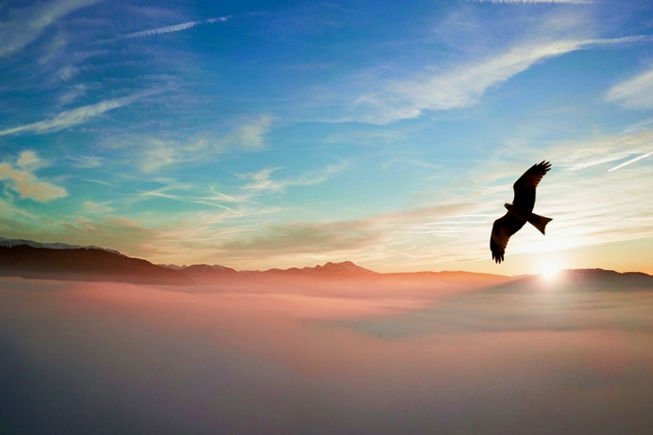 Silhouette of Bird Above Clouds