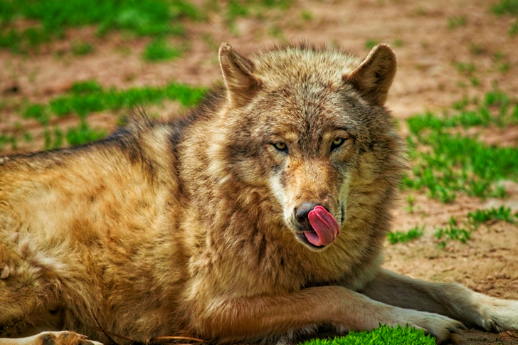 ذئب بيج ورمادي على العشب الأخضر