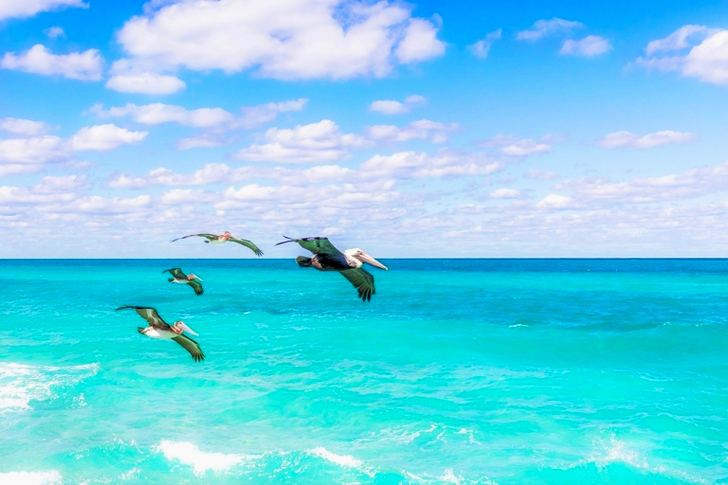 Pelicans Flying over Ocean at Daytime