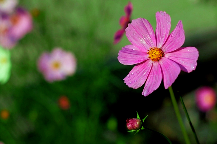 Purple Petaled Flower