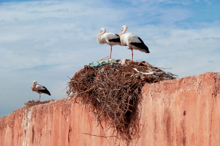 Two Birds on the Bird's Nest Under White Clouds