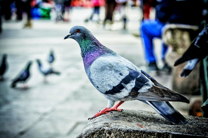 Pigeon
