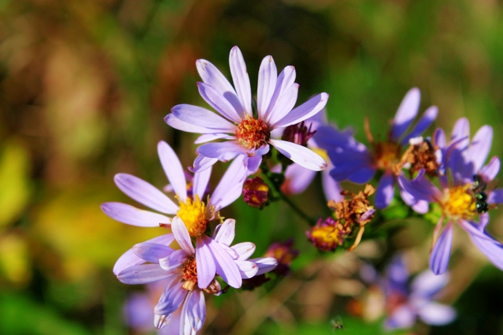 Macro-opname van paarse bloem met ondiepe focus