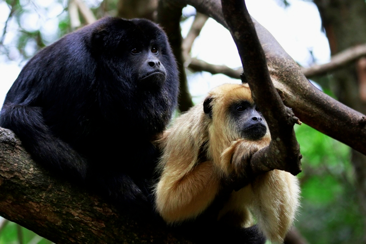 Two Monkey in Branch of Tree
