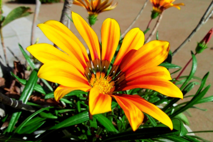 Shallow Focus of Yellow Petal Flower