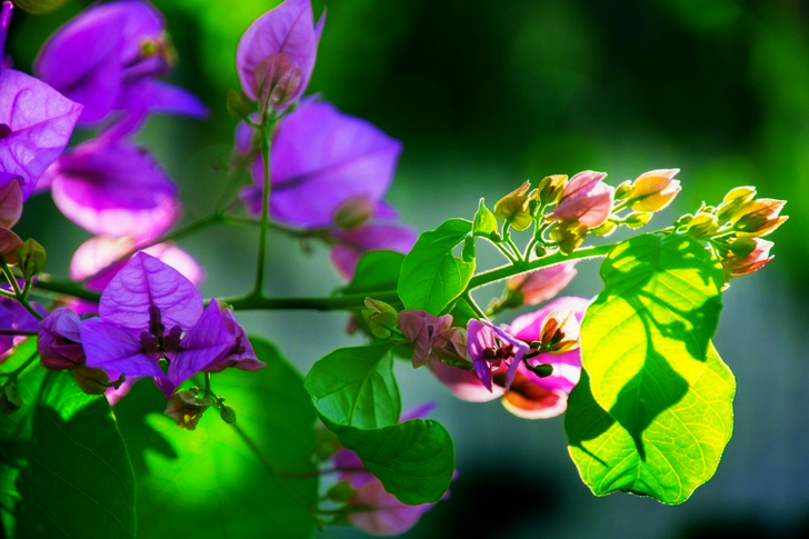Purple Petaled Flowers