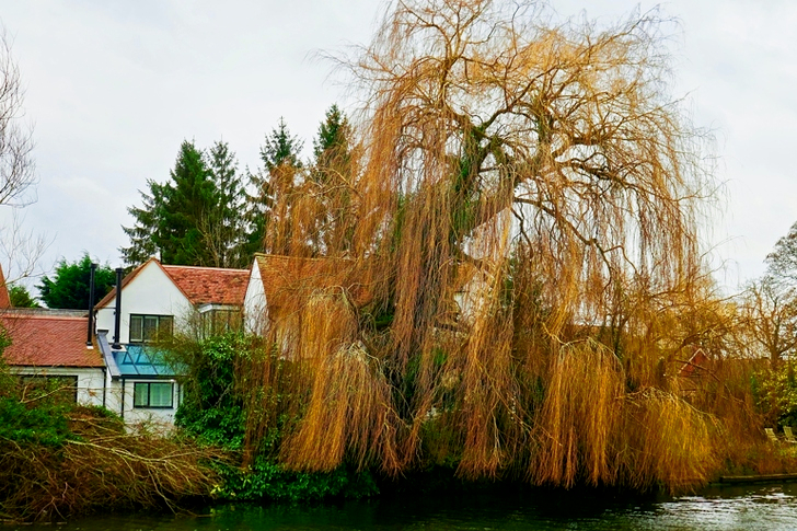Body of Water Near Brown Tree and White and Pink House