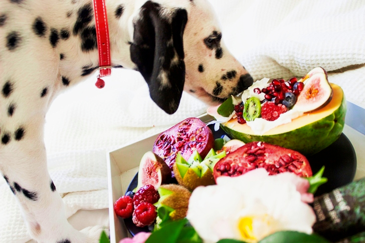 Black and White Dalmatian Dog Eating Fruits