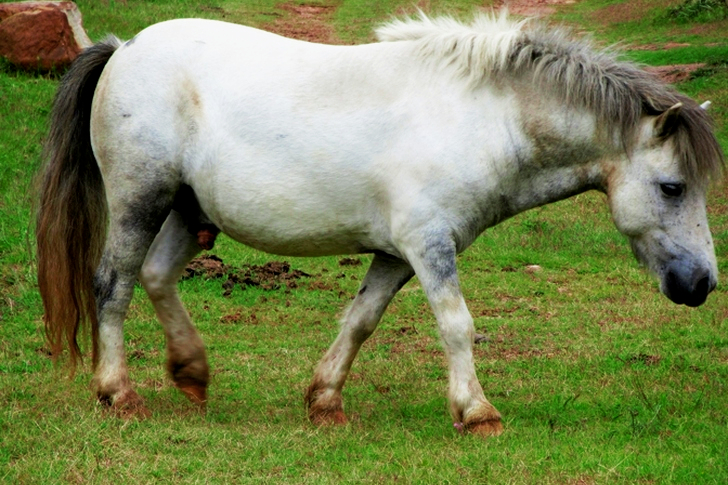 White and Grey Horse