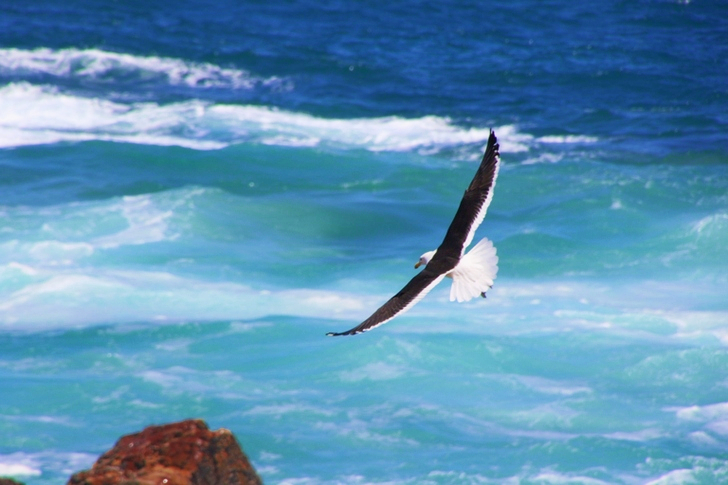Time Lapse of Soaring Bird Above the Sea