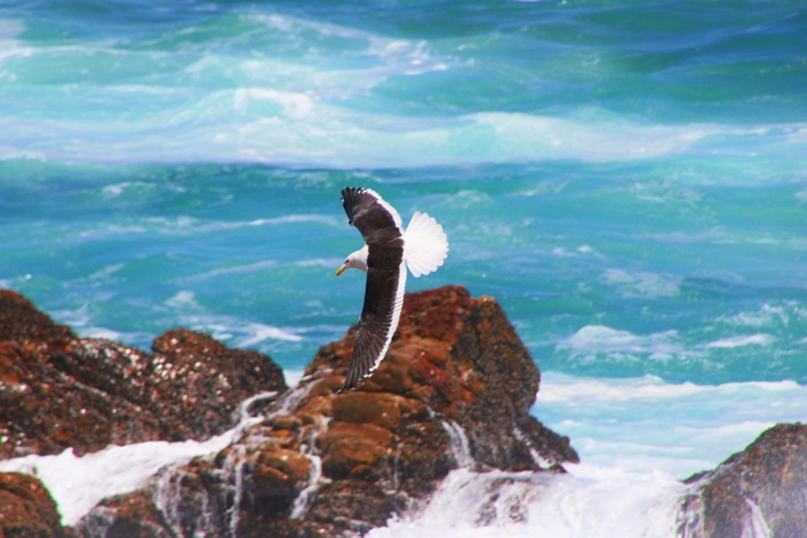 Black and White Seagull over Body of Water