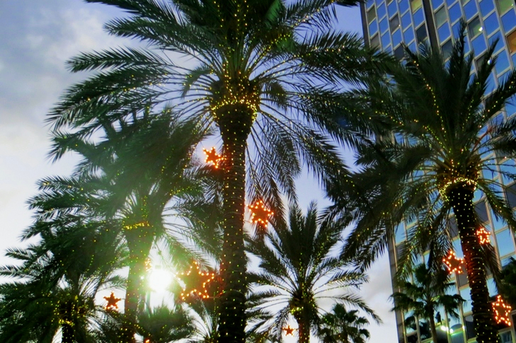 Palm Trees