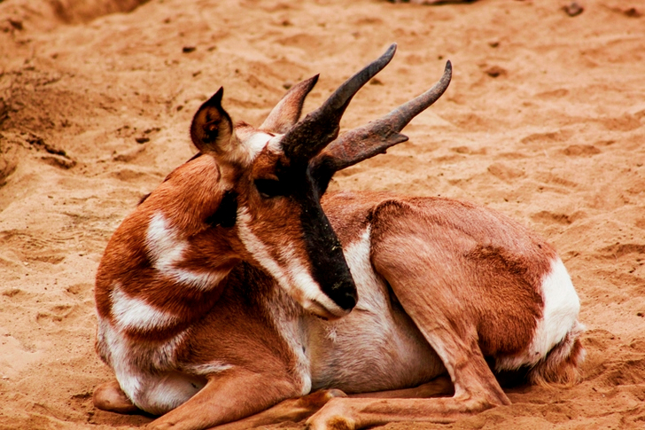 Brown and White Buck Animal