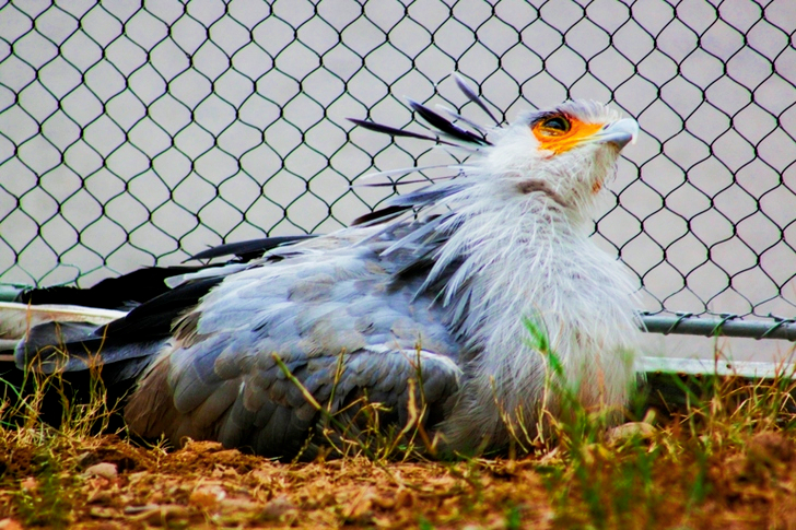 Closeup of Gray and Black Pigeon