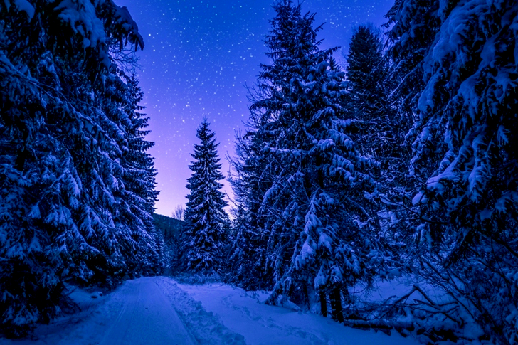 Trees Covered With Snow