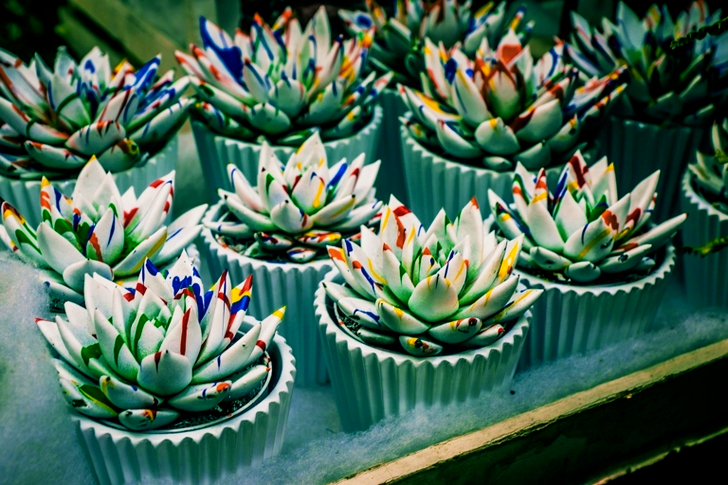 Bunch of Succulent Plants On Pot