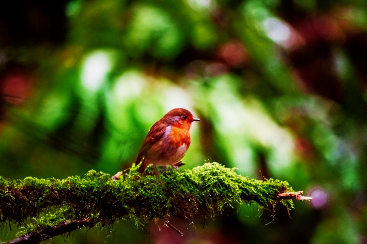 European Robin Perched On Branch