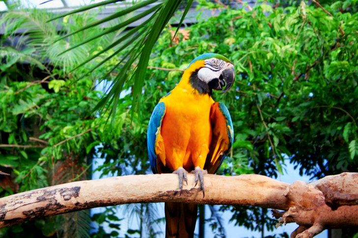 Yellow And Blue Parrot Perched On Tree
